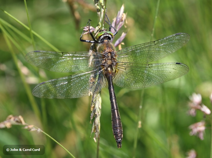 J18_1517 Cordulia aenea male.JPG